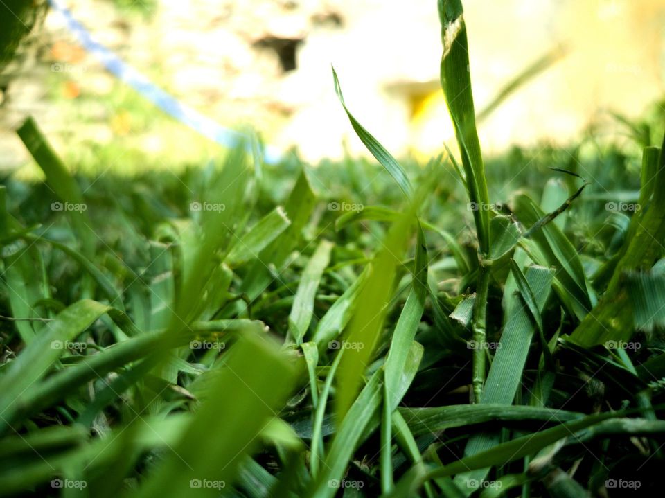 Green grass