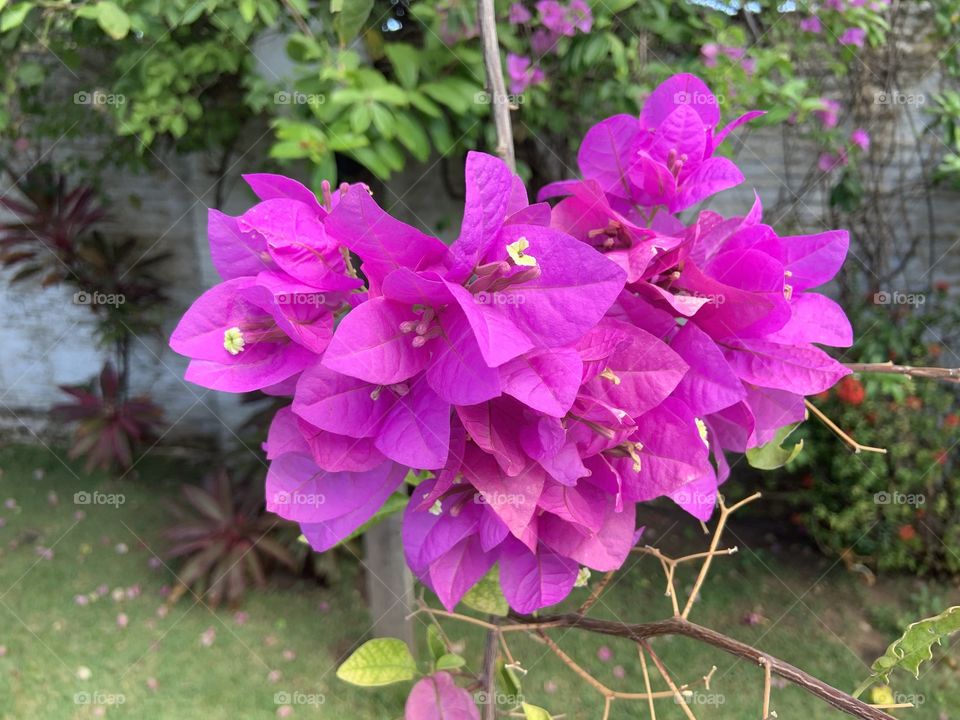 Purple Bougainville flowers 