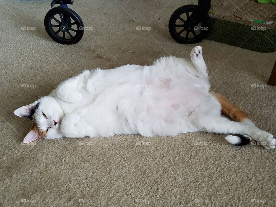 Kitty Tummy