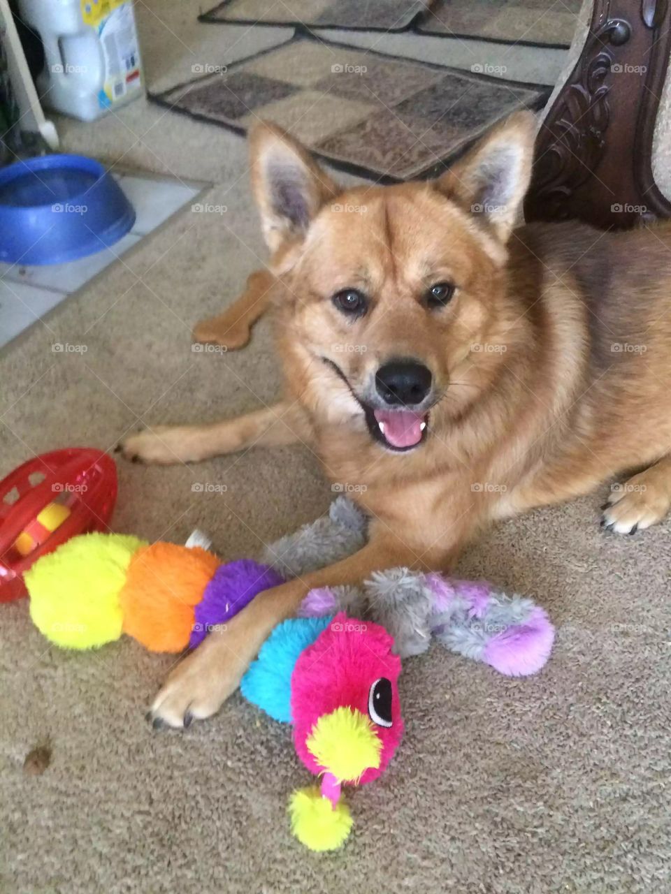 From living on the streets, to the shelter, & finally to his forever home, Jax loves his toys & family