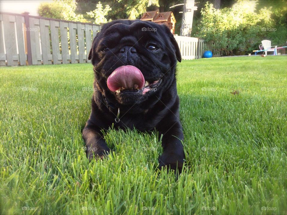 Black pug in the grass