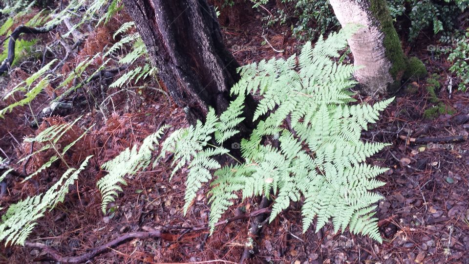 forest ferns