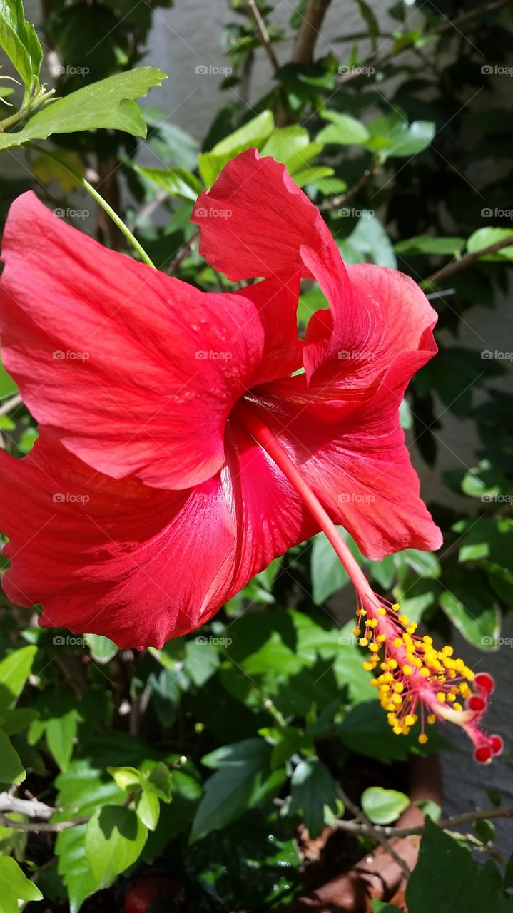 Flower Power. Hibiscus