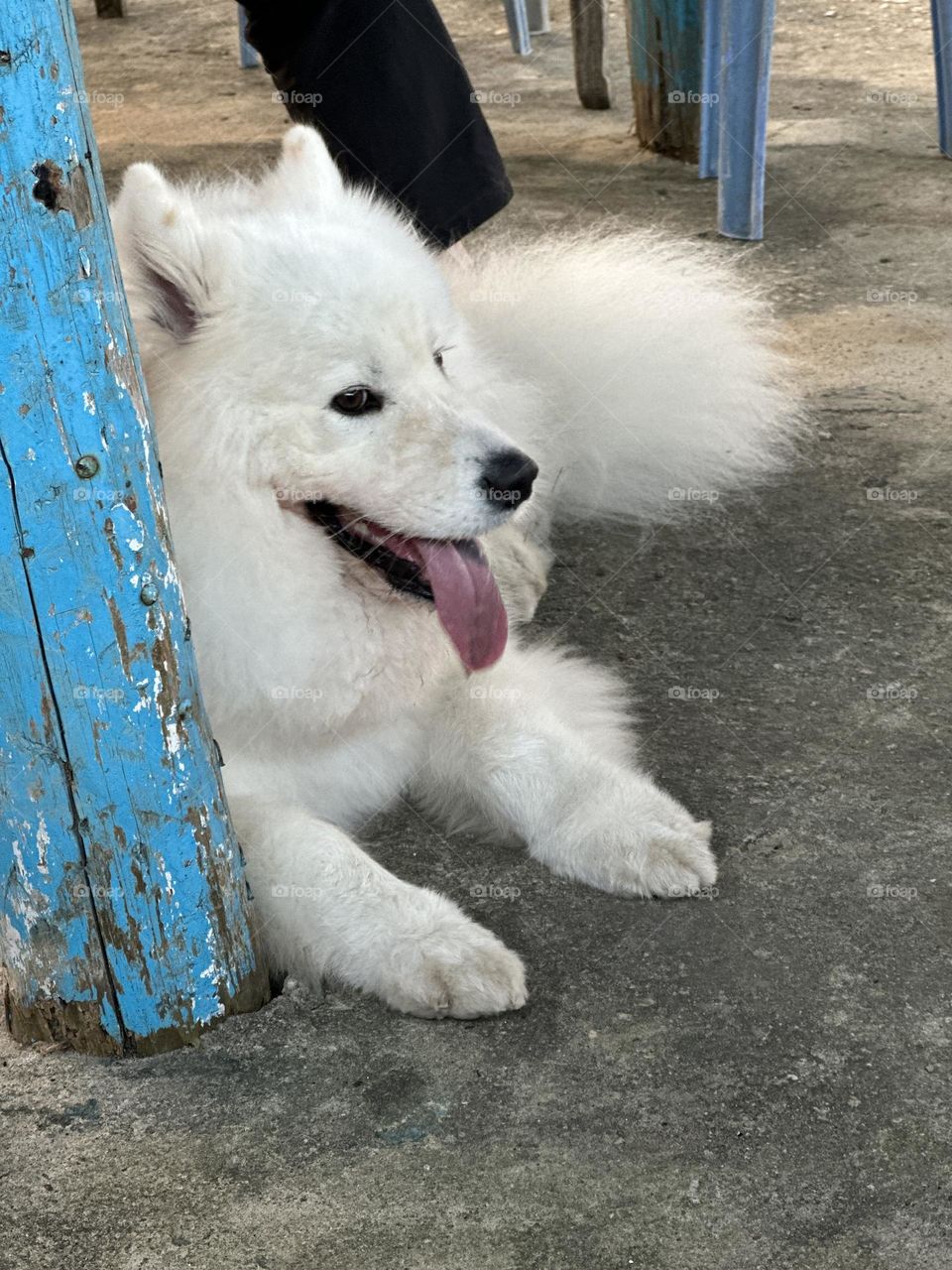 This lovely Samoyed was sticking the tongue.