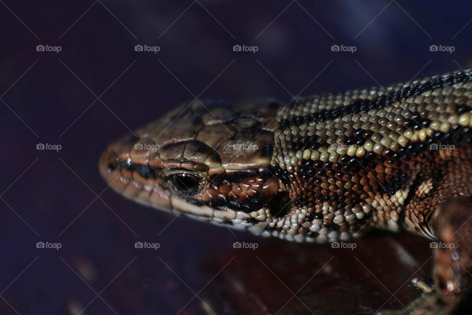 A mountain lizard up close,with its beautiful scales visible.