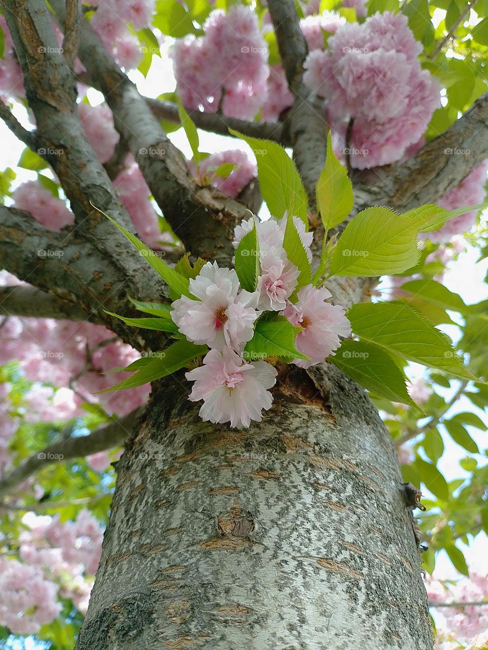 flowers in the tree