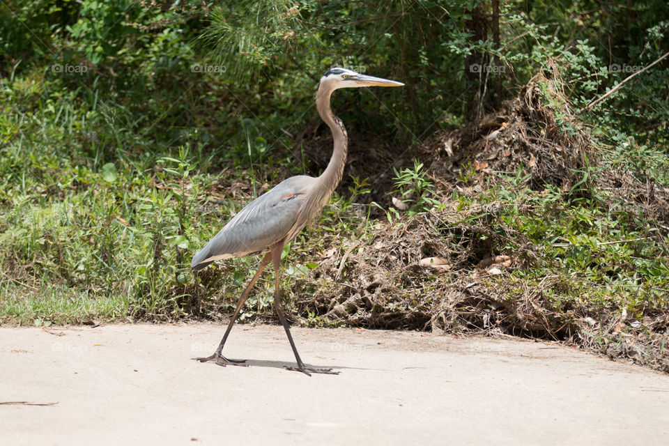 Nature, Bird, Wildlife, Water, Wild