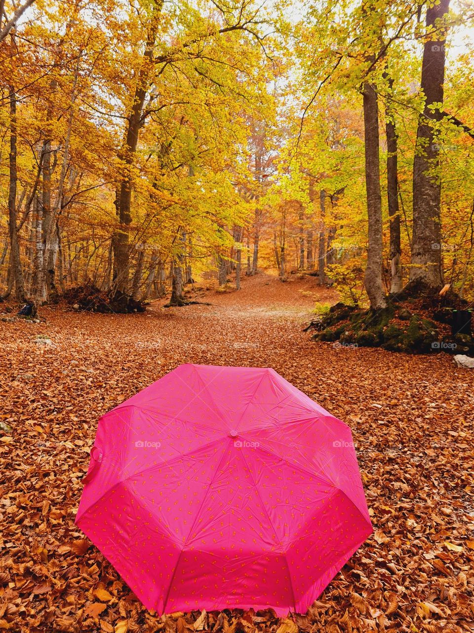 fuchsia-colored open umbrella immersed in the autumn colors of the forest