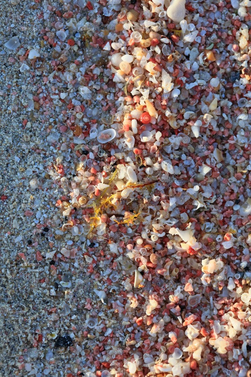 Small baby shells on Elafonissi beach Creta island Greece summer holidays seascape wildlife amazing nature therapy wonderful day hustling daydreaming naturalism macro microcosmos super Kreta land beauty sea life