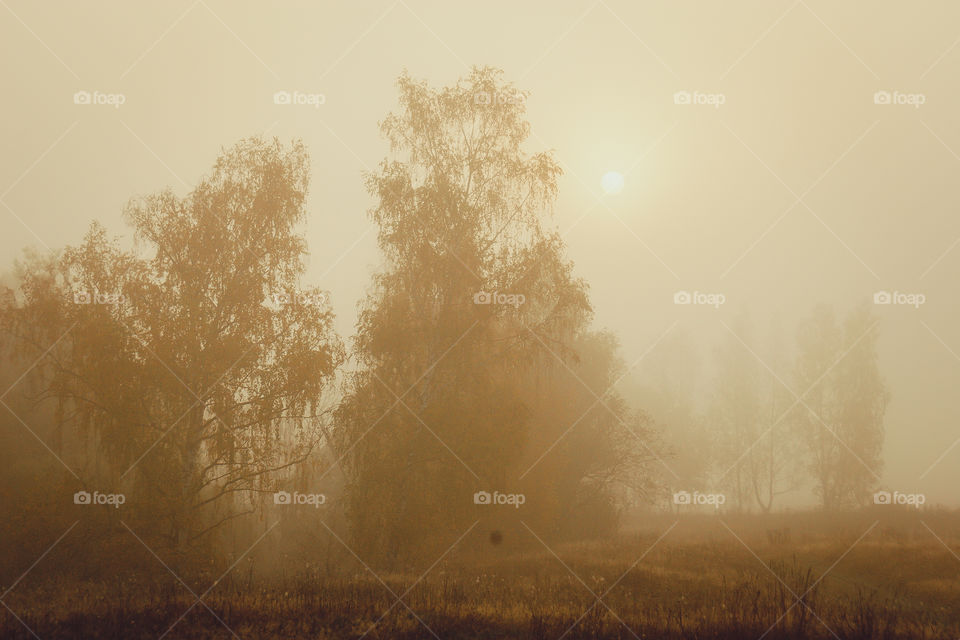 Autumn misty landscape at early morning 