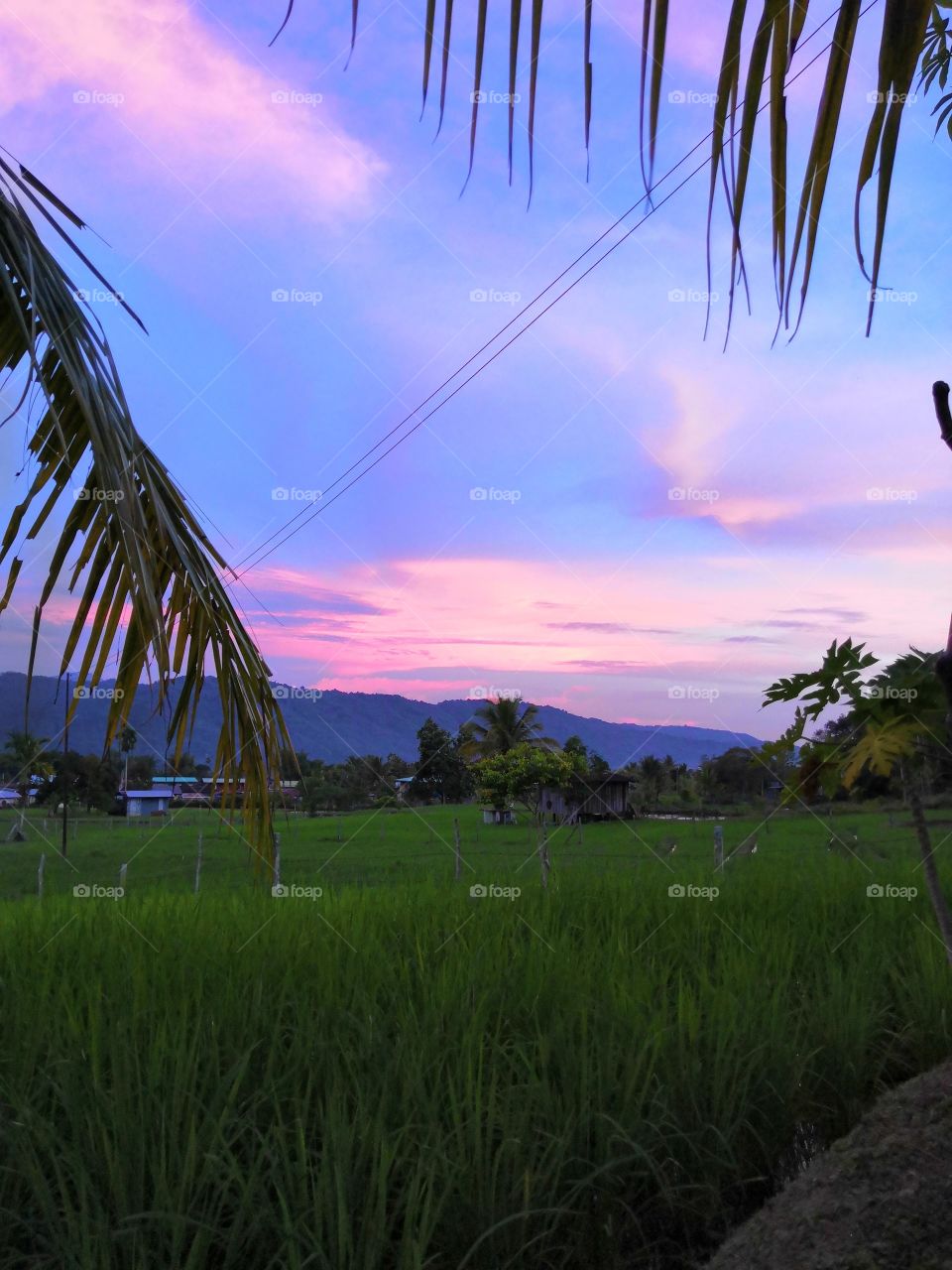 Scenery view during sun set.. The paddy field look so beautiful.