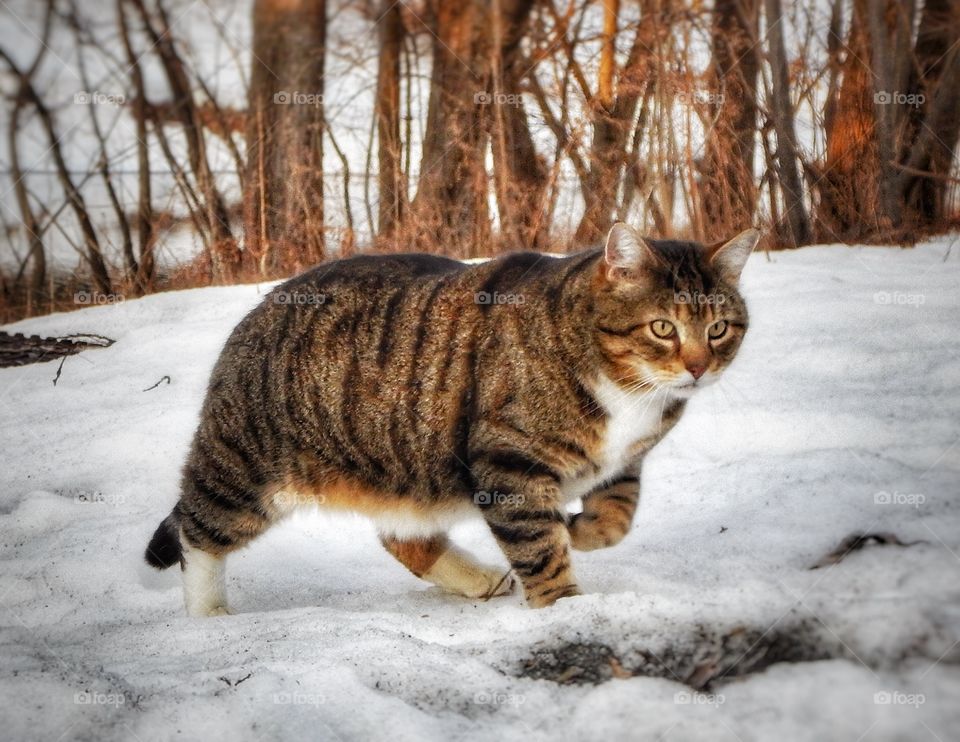 Cat wait for Spring!