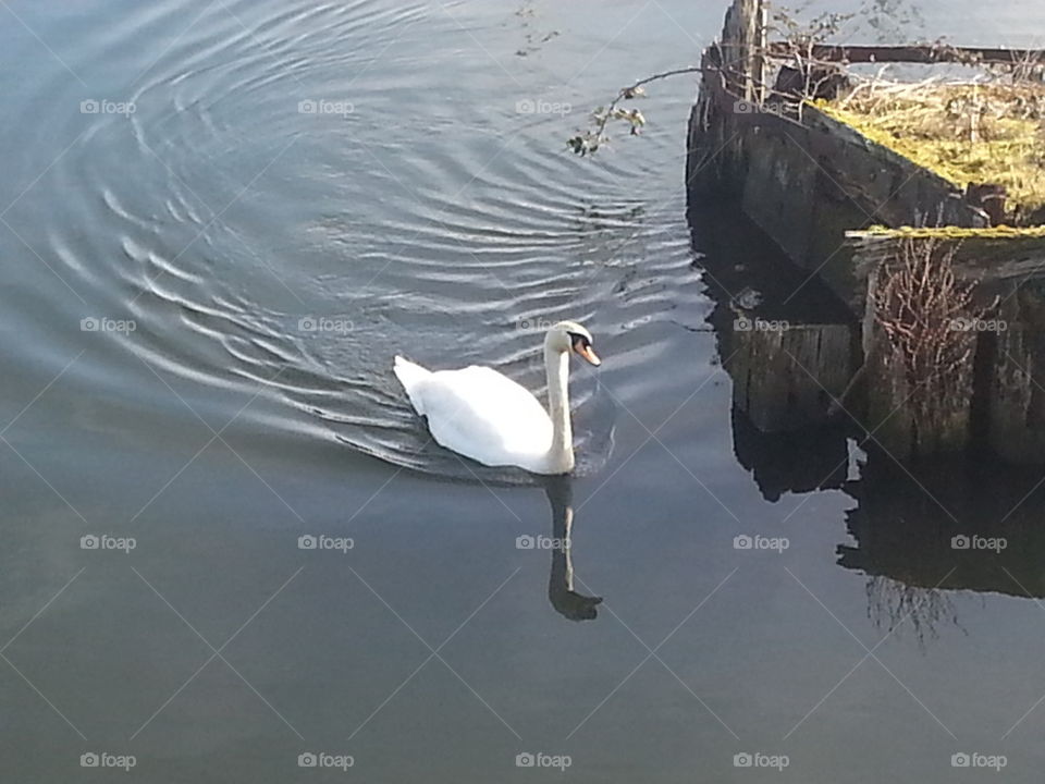 swan in the bay