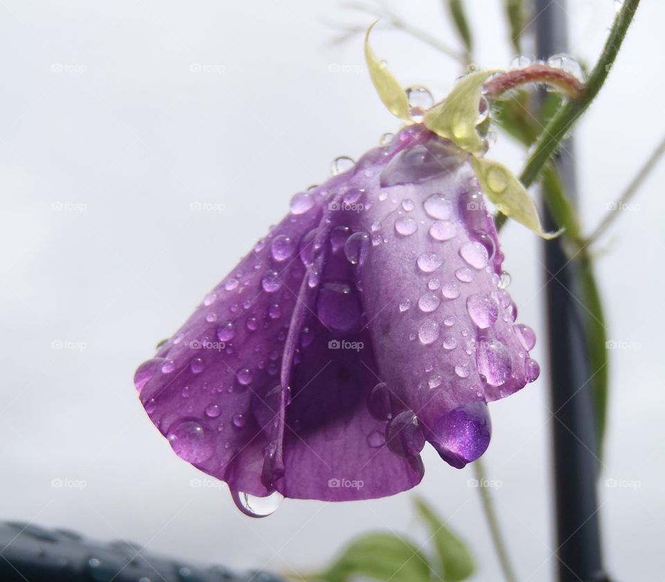 Sweet pea after rain