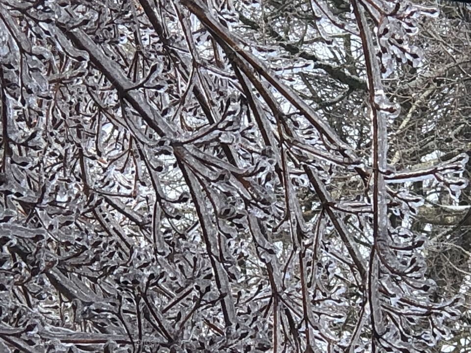 Tree branches encased in ice