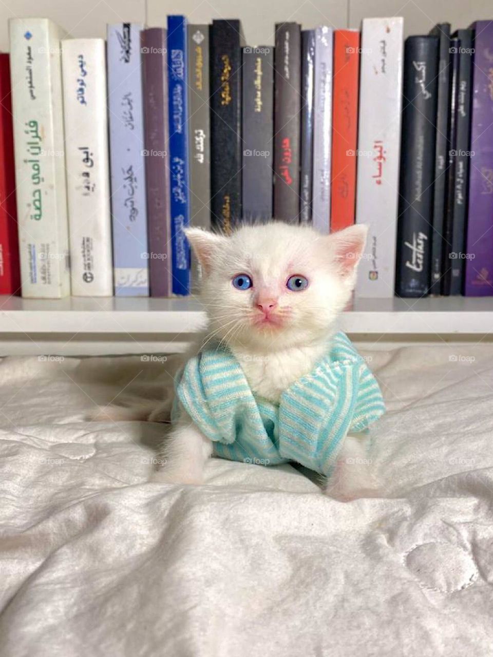 The eyes of this cat are different