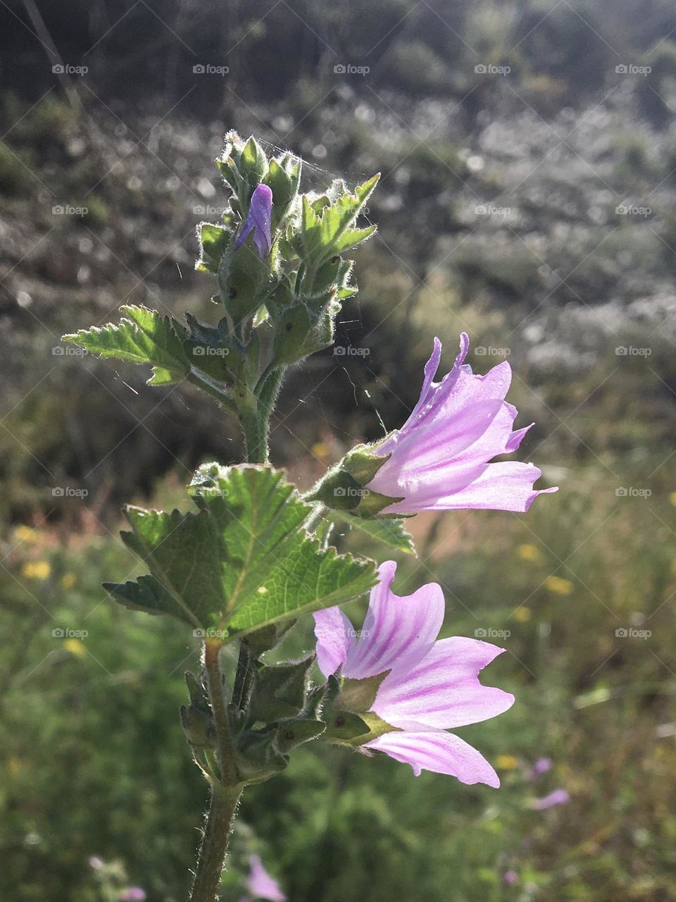 Malva flowers in sunlight 