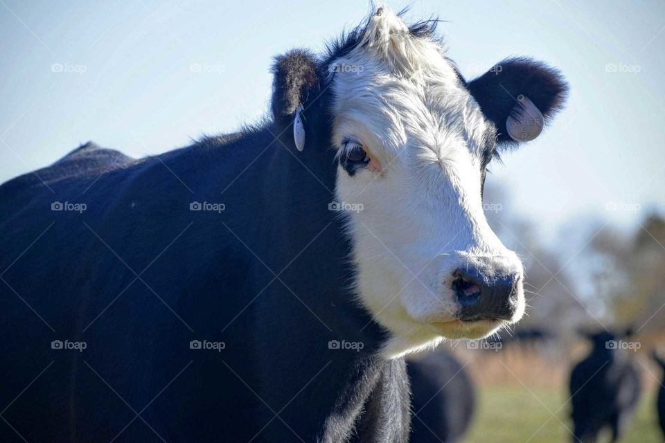 Close-up of a cow