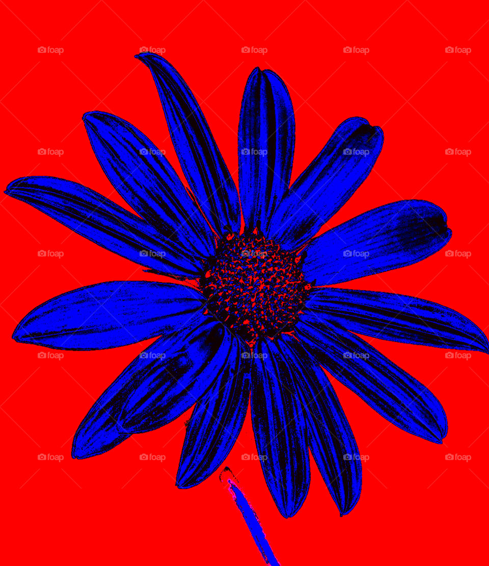 blue flower art on red background
