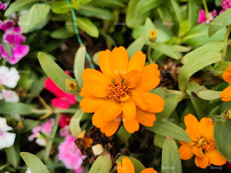 Beautiful Flower 🌷, Portrait of Plants Lovely Flowers