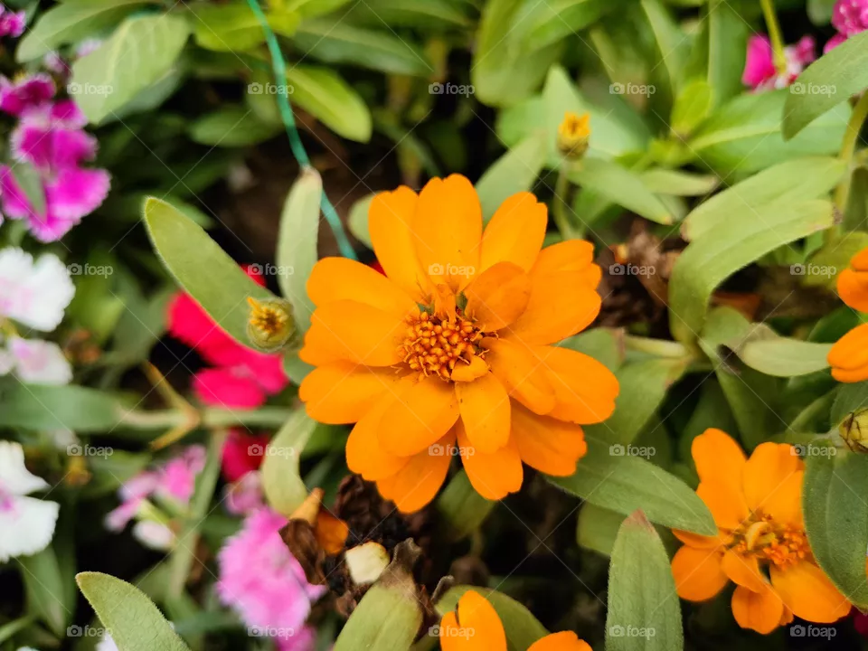 Beautiful Flower 🌷, Portrait of Plants Lovely Flowers