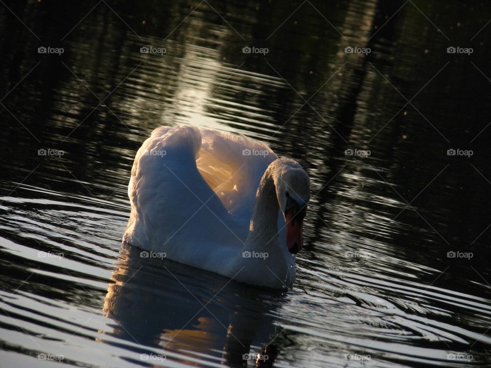 swan, white, calm, lake, nature, bird