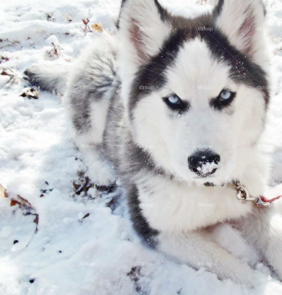 First snow