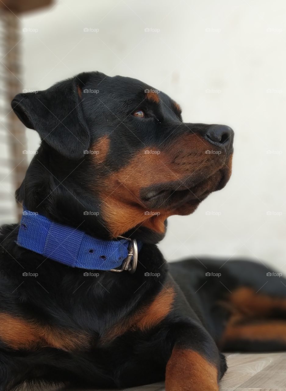 my pet snafi sitting in the new room.