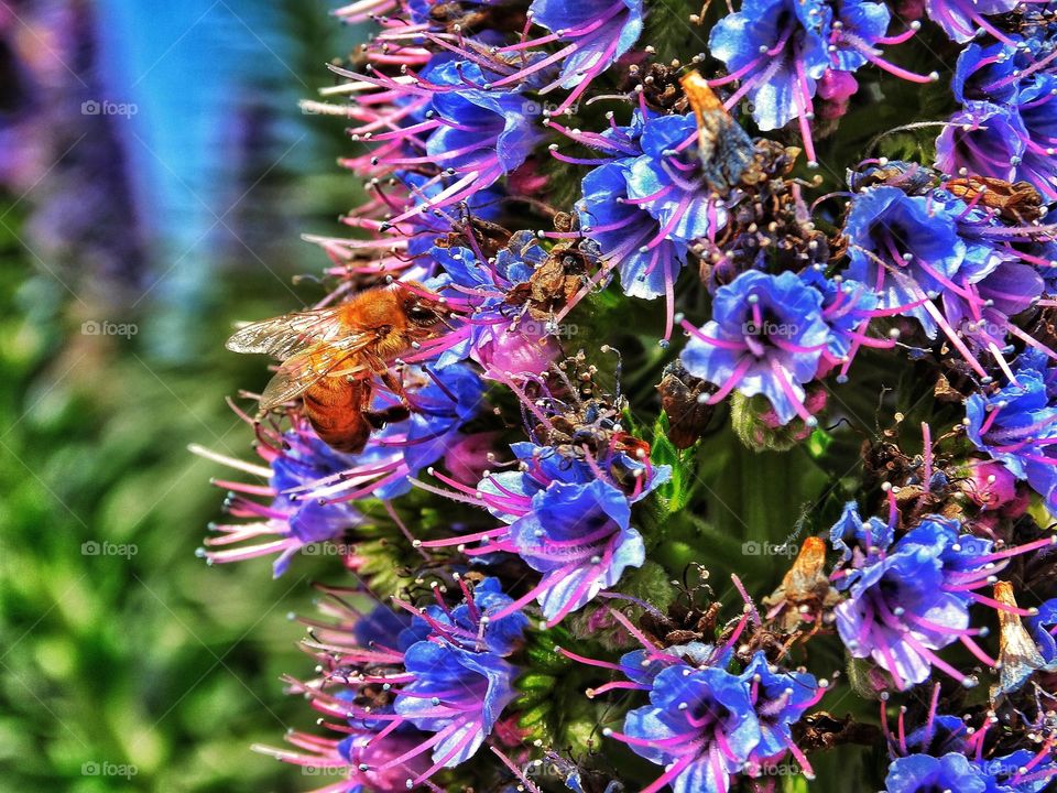 Close-up of bee pollinating on purple flower