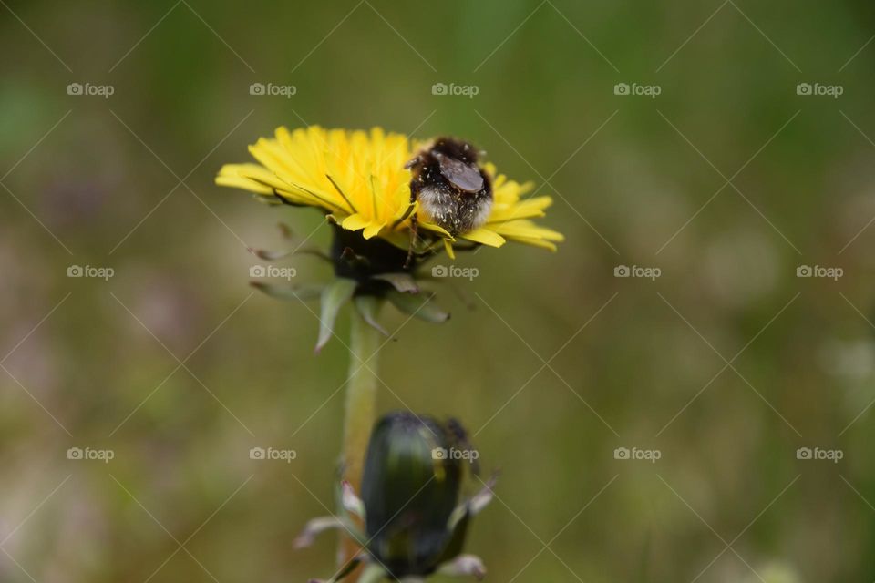 Hummel auf Nektarsuche