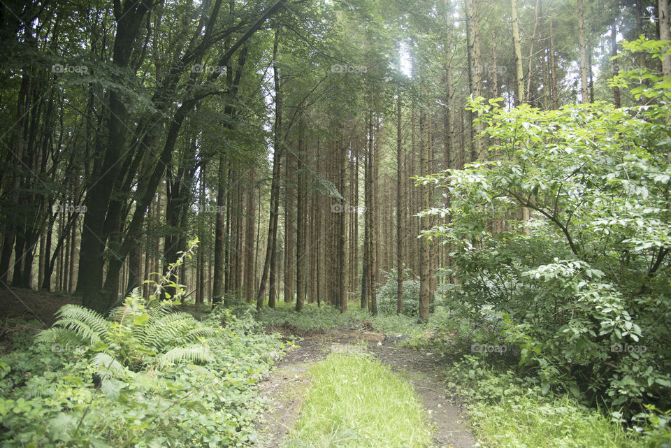 In the woods, Ireland
