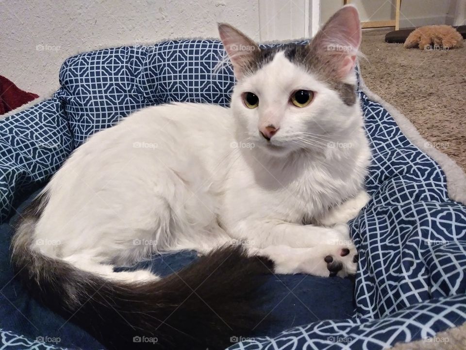 A white cat lying in a dog bed