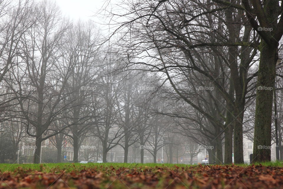 winter time with leafless trees and fog