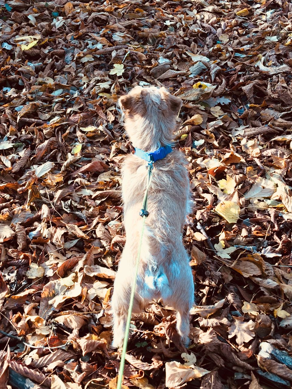 Dog and leaves