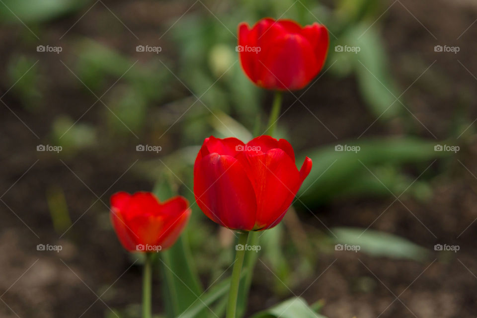 Tulip