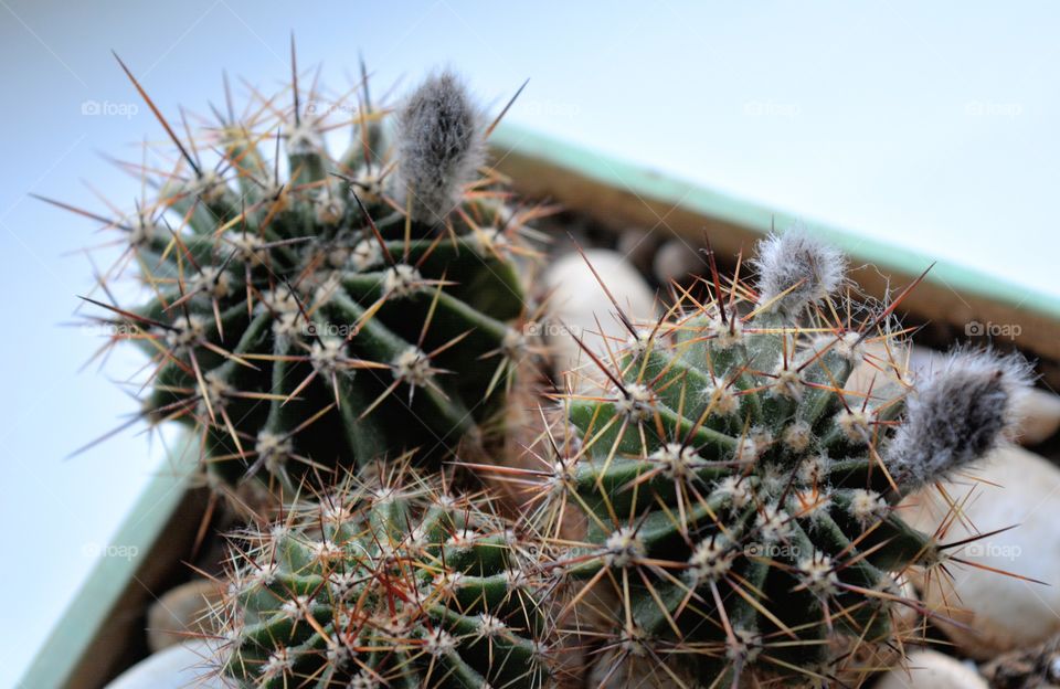 cactus flower house plants beautiful