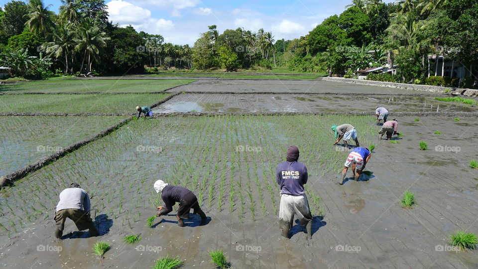 Worker on ricefield