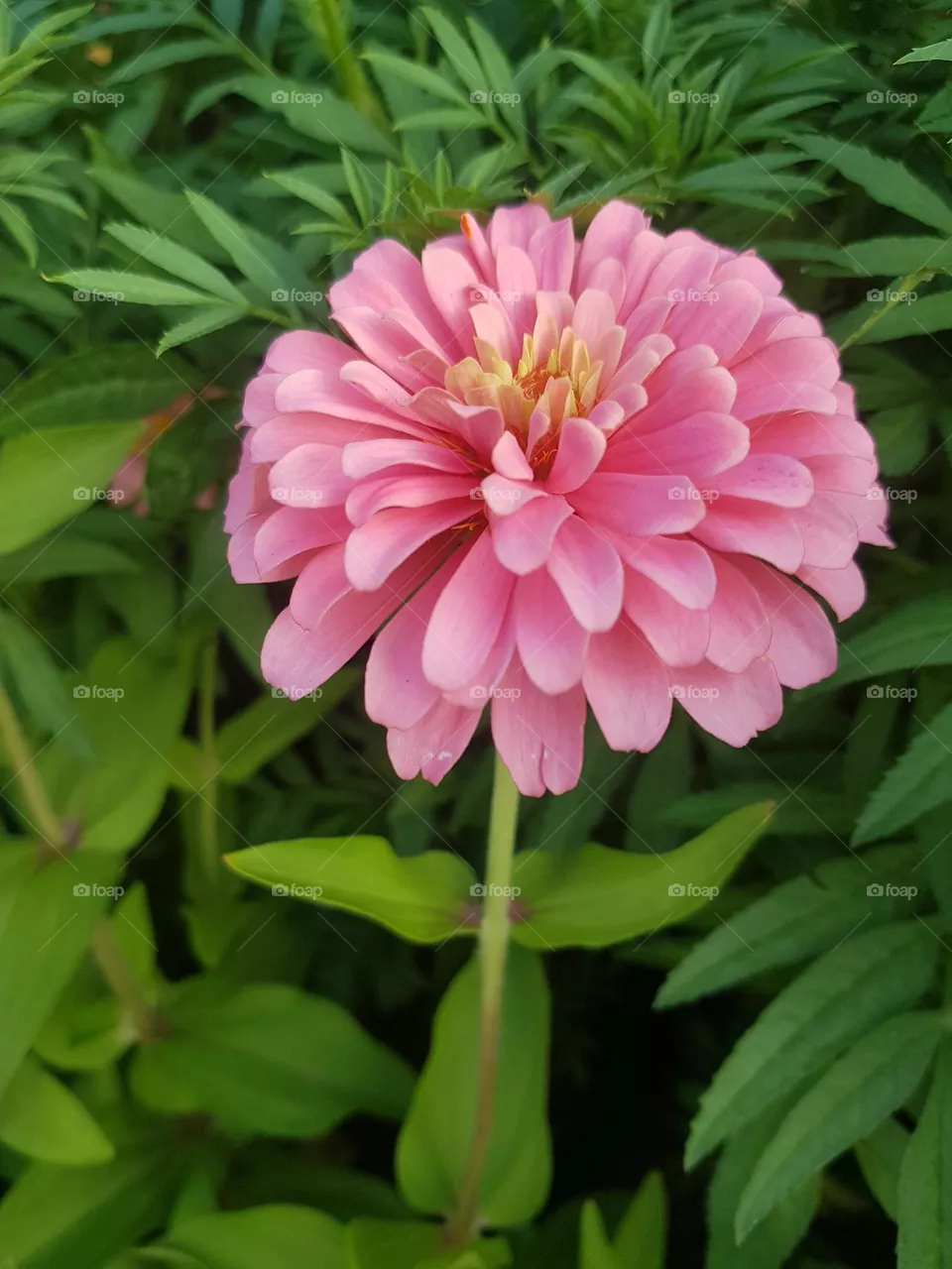 ENJOY-ZINNIA