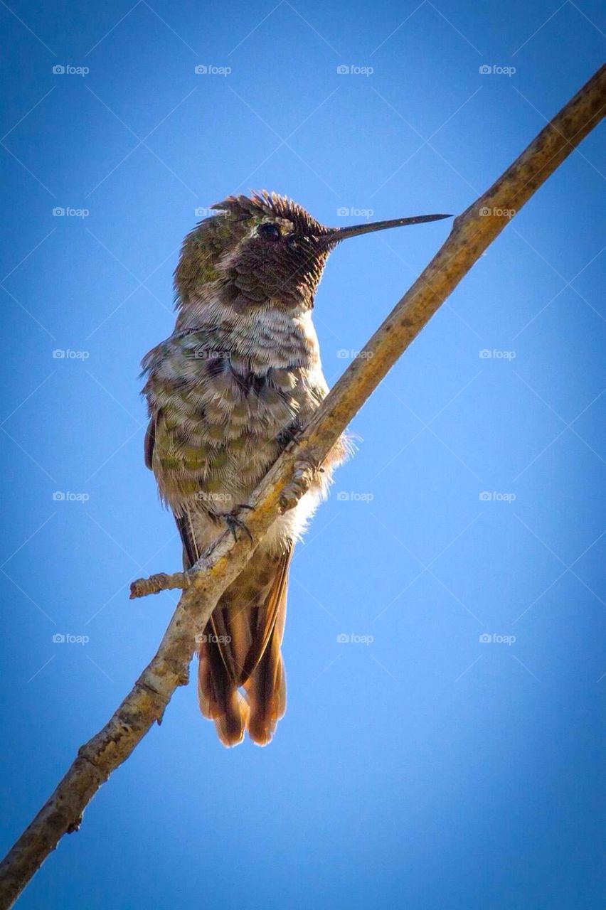 Hummingbird on a perch