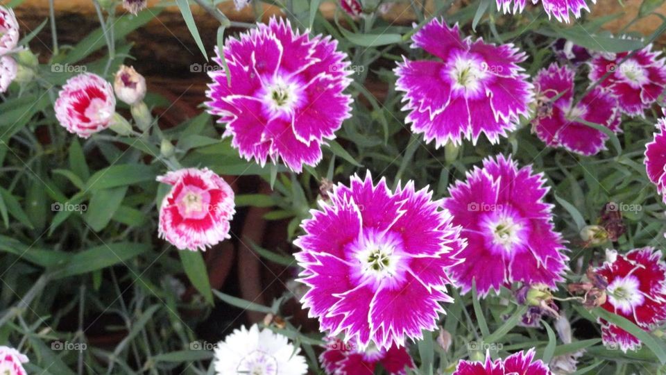 Pink fan flowers