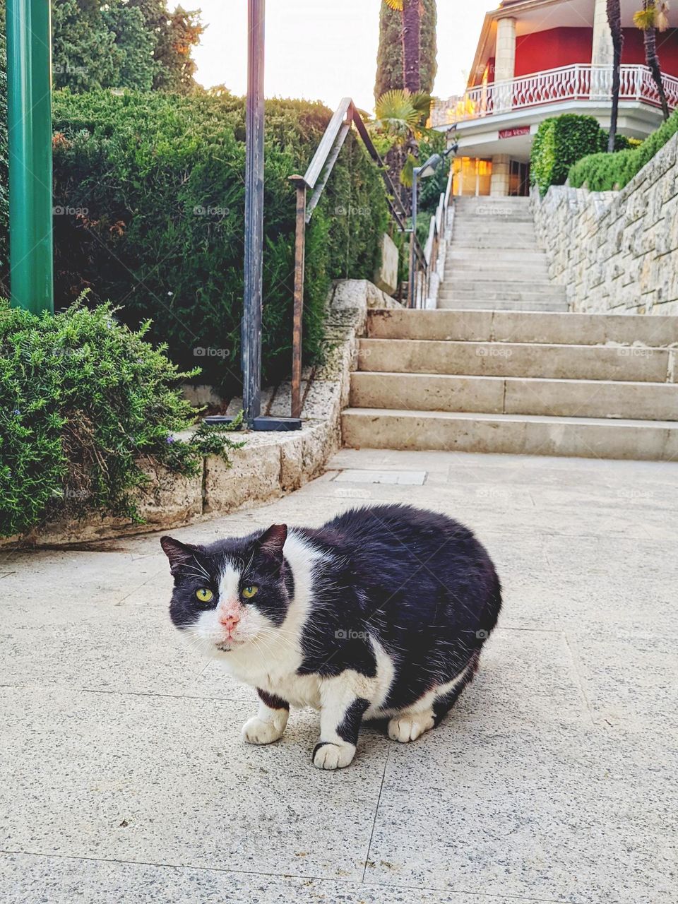 Portrait of beautiful young black and white cat at the street