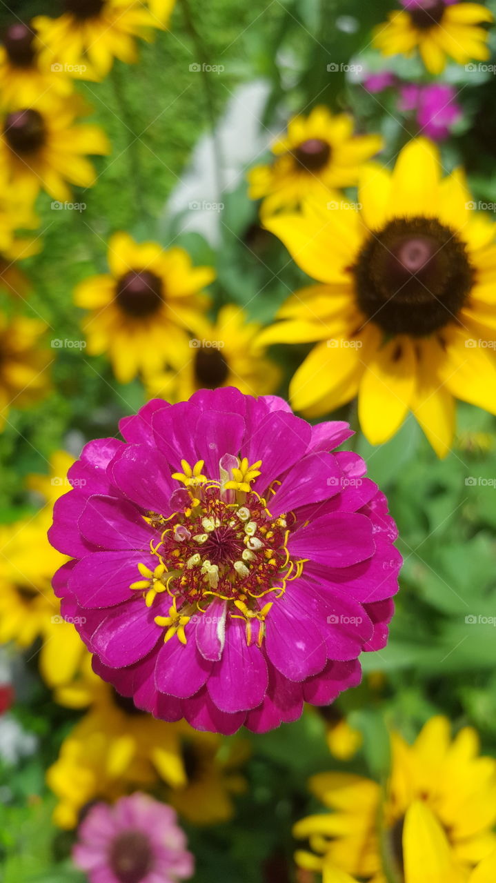 colorful flowers