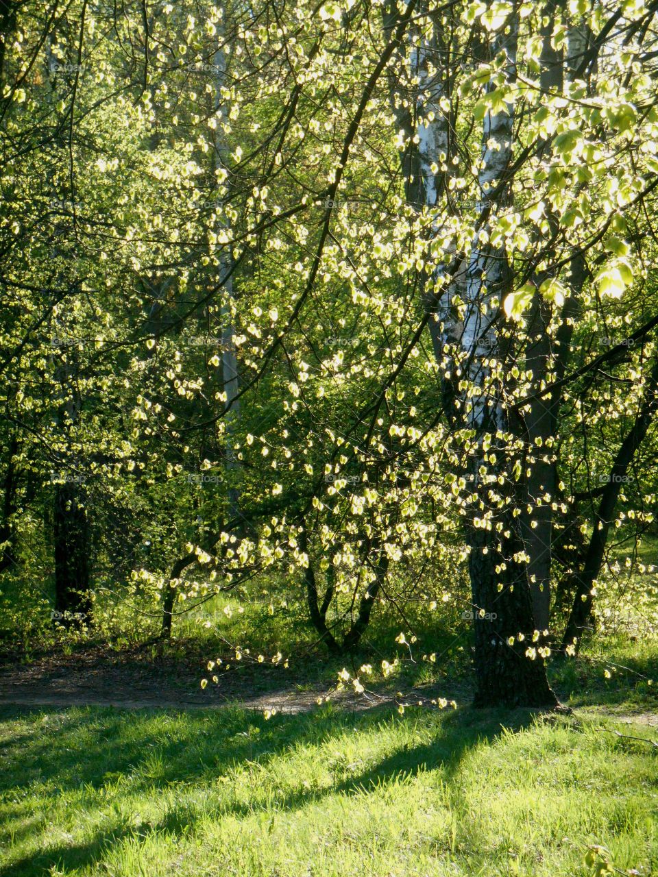 Tree, Leaf, Nature, Season, Landscape