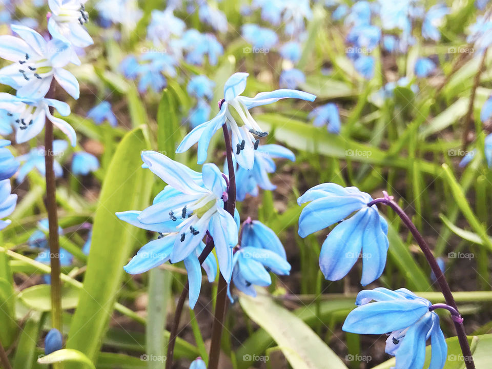 Blue snowdrops in the spring forest 