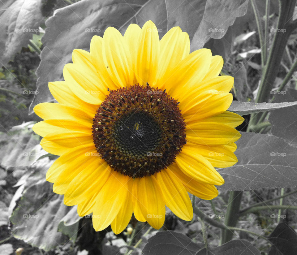 Summer, Nature, Flora, Sunflower, Flower