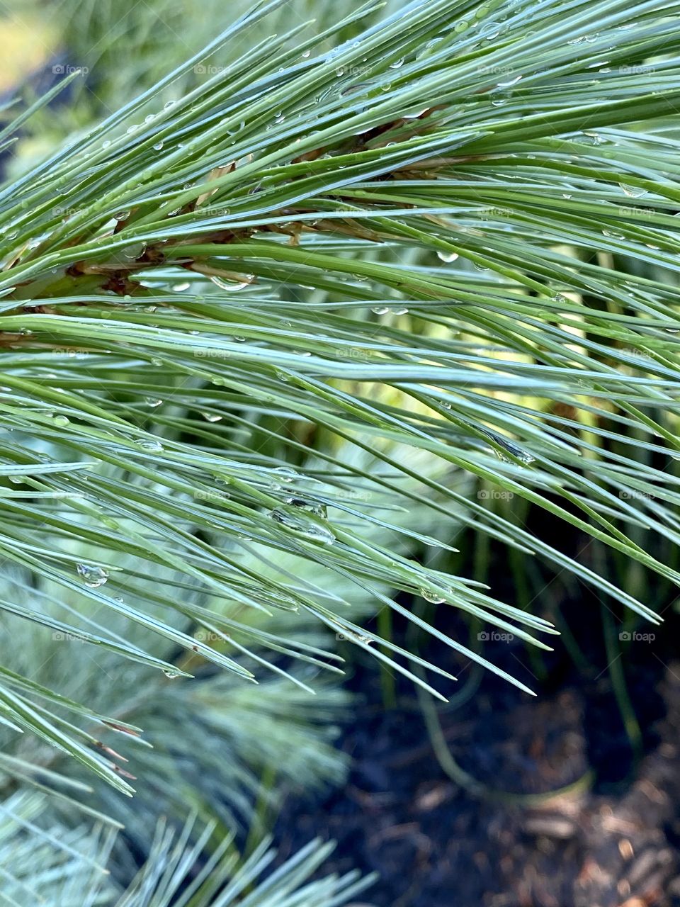 Water droplets on pine needles 