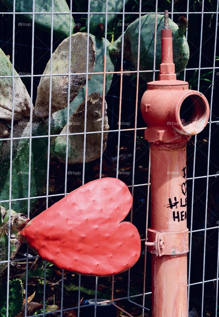 Red heart shape cactus leaf and fire hydrant
