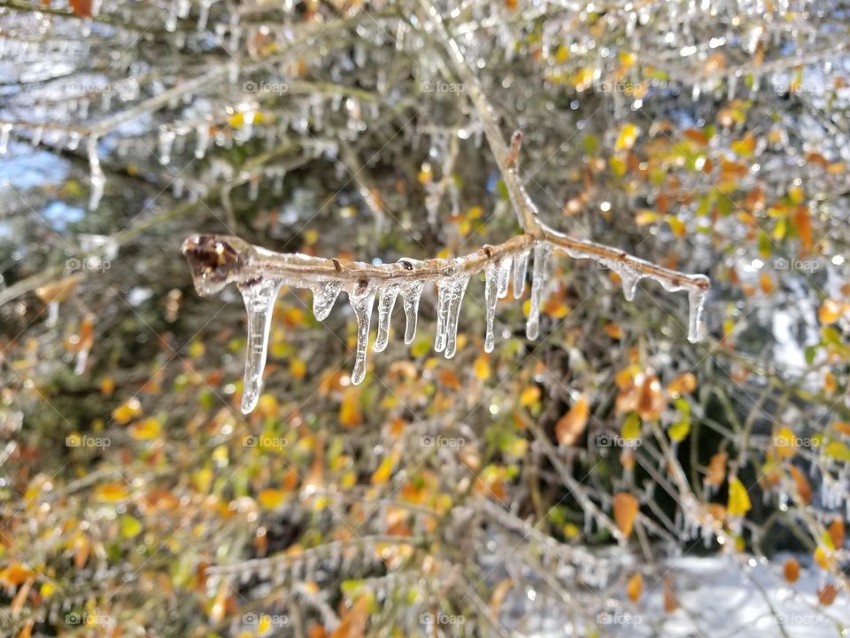 Icy Branch