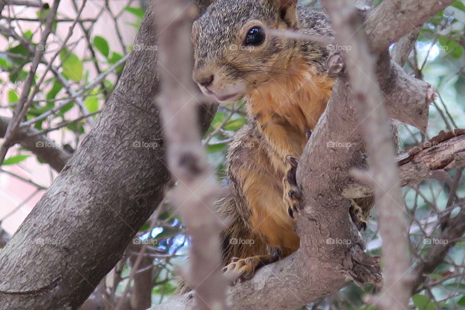 squirrel camouflaged in branches