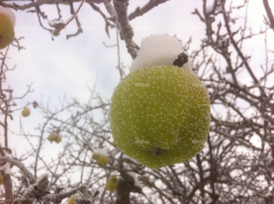 snow winter tree apple by beanzy